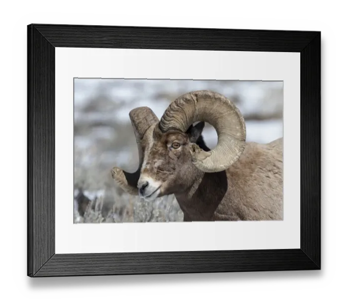 Framed Print : USA, Wyoming, Yellowstone National Park. Headshot of a bighorn sheep (Ovis canadensis) Framed Print : USA, Wyoming, Yellowstone National Park. Headshot of a bighorn sheep (Ovis canadensis)
