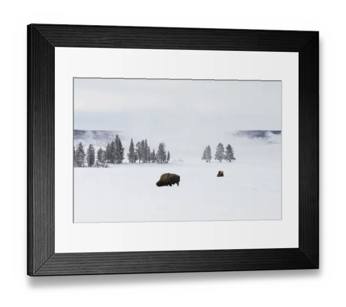 Framed Print : USA, Wyoming, Yellowstone National Park. American bison (Bos bison) struggling to Framed Print : USA, Wyoming, Yellowstone National Park. American bison (Bos bison) struggling to