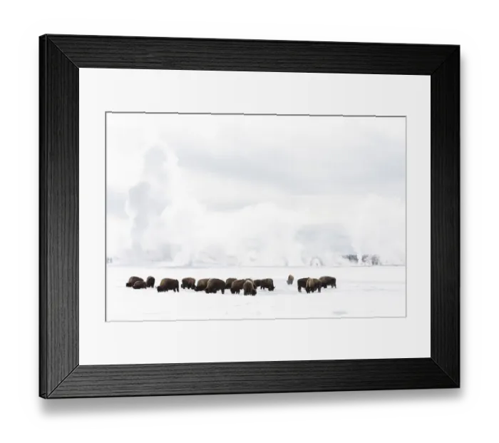 Framed Print : USA, Wyoming, Yellowstone National Park. American bison (Bos bison) struggling to Framed Print : USA, Wyoming, Yellowstone National Park. American bison (Bos bison) struggling to