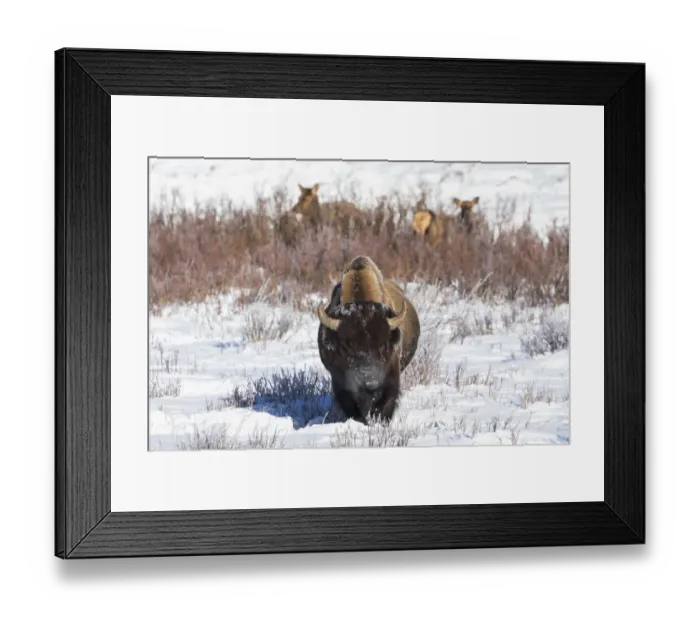 Framed Print : USA, Wyoming, Yellowstone National Park. A male bison pauses from eating grass while