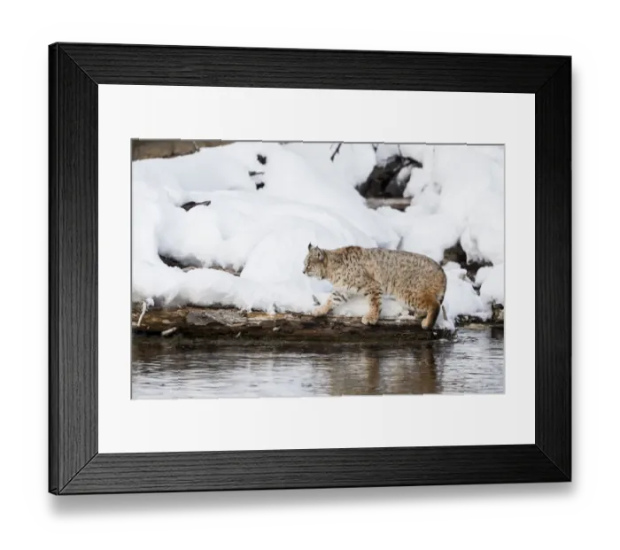 Framed Print : Usa, Wyoming, Yellowstone National Park. Bobcat hovers alongside the Madison River Framed Print : Usa, Wyoming, Yellowstone National Park. Bobcat hovers alongside the Madison River