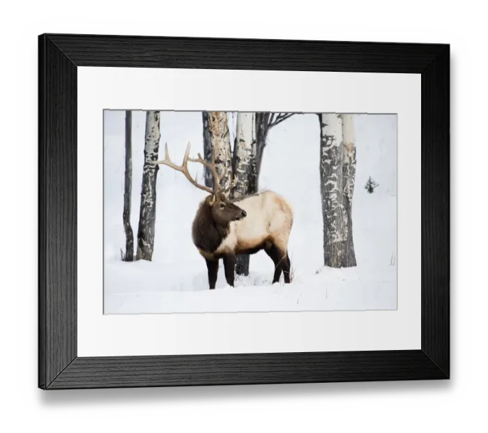 Framed Print : USA, Wyoming, Yellowstone National Park. A bull elk walking through Aspen trees foraging for grass Framed Print : USA, Wyoming, Yellowstone National Park. A bull elk walking through Aspen trees foraging for grass