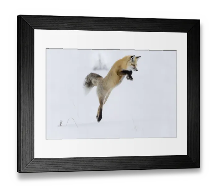 Framed Print : USA, Wyoming, Yellowstone National Park. A red fox (Vulpes vulpes) leaping to break Framed Print : USA, Wyoming, Yellowstone National Park. A red fox (Vulpes vulpes) leaping to break