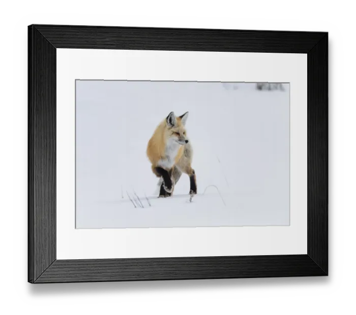 Framed Print : USA, Wyoming, Yellowstone National Park. A red fox (Vulpes vulpes) listening for Framed Print : USA, Wyoming, Yellowstone National Park. A red fox (Vulpes vulpes) listening for