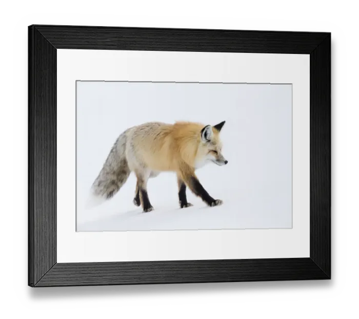 Framed Print : USA, Wyoming, Yellowstone National Park. A red fox (Vulpes vulpes) walking on top Framed Print : USA, Wyoming, Yellowstone National Park. A red fox (Vulpes vulpes) walking on top