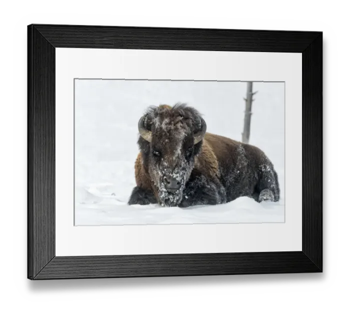 Framed Print : USA, Wyoming, Yellowstone National Park. A bison bull is covered in snow after foraging for grass Framed Print : USA, Wyoming, Yellowstone National Park. A bison bull is covered in snow after foraging for grass