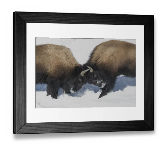Framed Print : USA, Wyoming, Yellowstone National Park. Two young bison headbutting each other testing Framed Print : USA, Wyoming, Yellowstone National Park. Two young bison headbutting each other testing