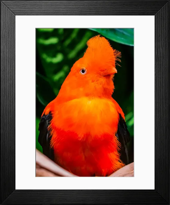 Framed Print : Male Andean cock-of-the-rock. National Bird of Peru