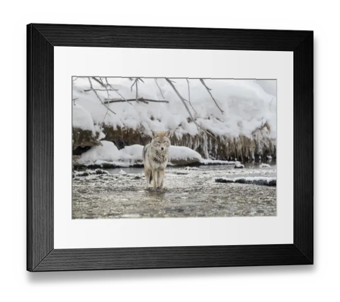 Framed Print : USA, Wyoming, Yellowstone National Park, Madison River