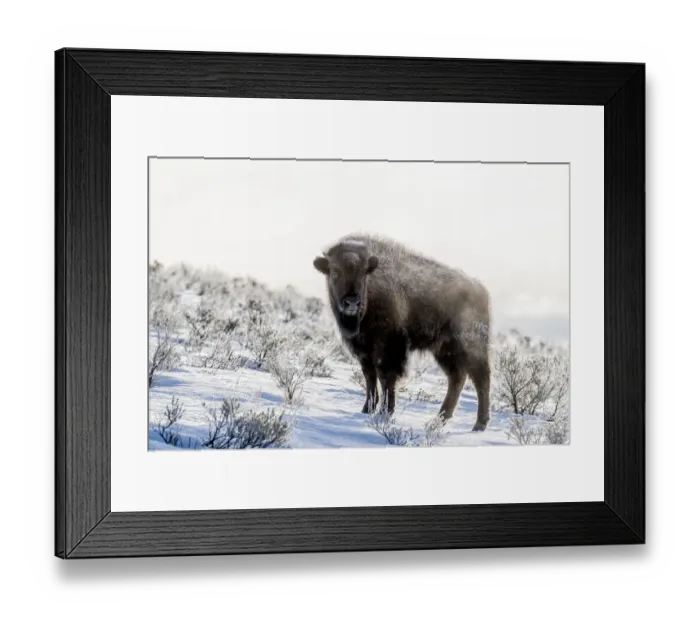 Framed Print : USA, Wyoming, Yellowstone National Park. American bison (Bos bison) standing in