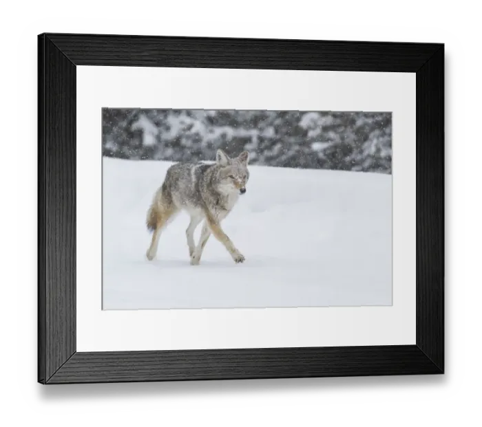 Framed Print : USA, Wyoming, Yellowstone National Park. A coyote (Canis latrans) trots along Framed Print : USA, Wyoming, Yellowstone National Park. A coyote (Canis latrans) trots along