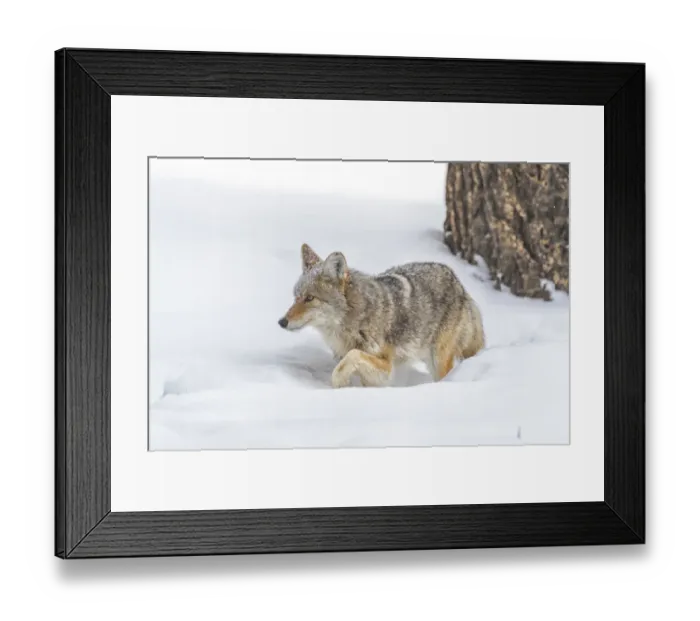 Framed Print : USA, Wyoming, Yellowstone National Park. A coyote (Canis latrans) working its way Framed Print : USA, Wyoming, Yellowstone National Park. A coyote (Canis latrans) working its way
