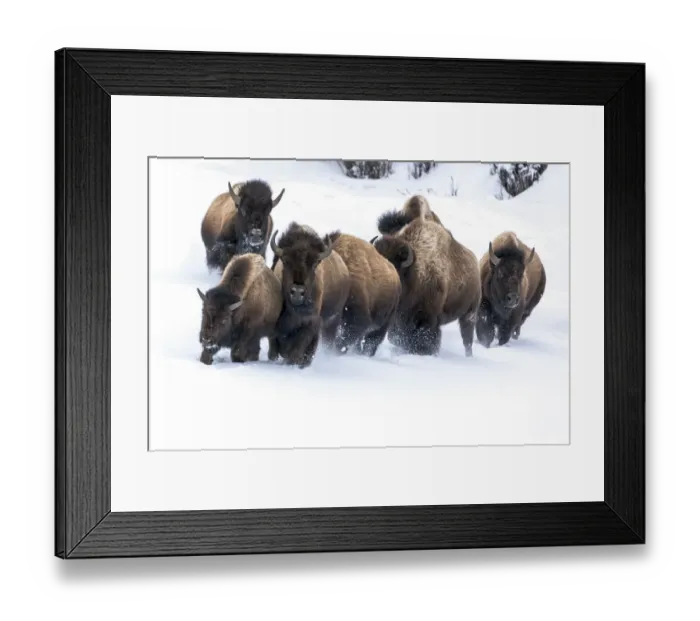 Framed Print : USA, Wyoming, Yellowstone National Park. American bison (Bos bison) beginning to