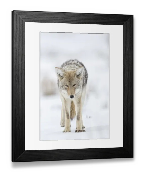 Framed Print : USA, Wyoming, Yellowstone National Park. Portrait of a coyote in the sage and snow Framed Print : USA, Wyoming, Yellowstone National Park. Portrait of a coyote in the sage and snow