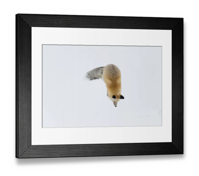 Framed Print : Usa, Wyoming, Yellowstone National Park. Red fox leaping to break through the snow to get a rodent Framed Print : Usa, Wyoming, Yellowstone National Park. Red fox leaping to break through the snow to get a rodent