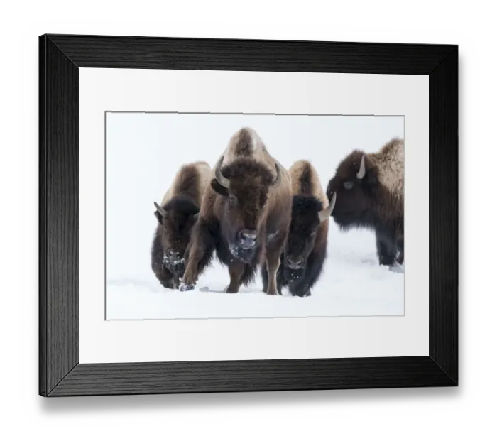 Framed Print : USA, Wyoming, Yellowstone National Park. American bison (Bos bison) beginning to