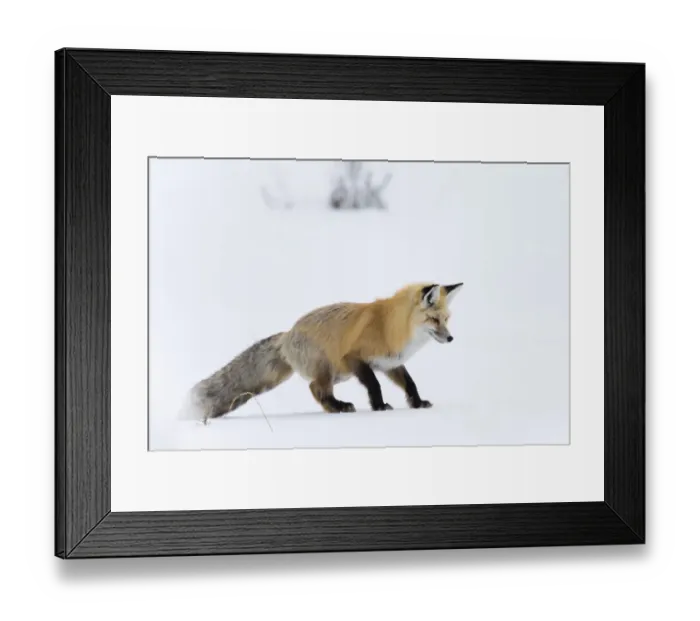 Framed Print : Usa, Wyoming, Yellowstone National Park. Red fox, having heard a rodent under Framed Print : Usa, Wyoming, Yellowstone National Park. Red fox, having heard a rodent under