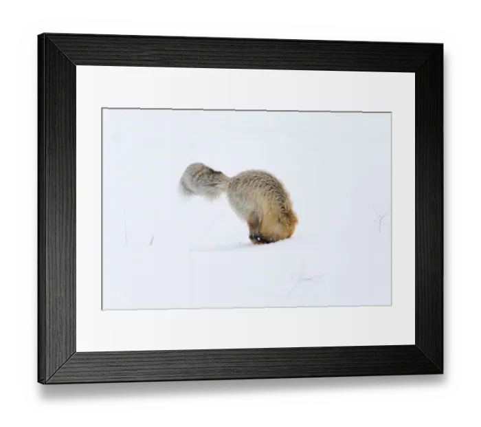 Framed Print : Usa, Wyoming, Yellowstone National Park. Red fox is headfirst in the snow to get a rodent Framed Print : Usa, Wyoming, Yellowstone National Park. Red fox is headfirst in the snow to get a rodent