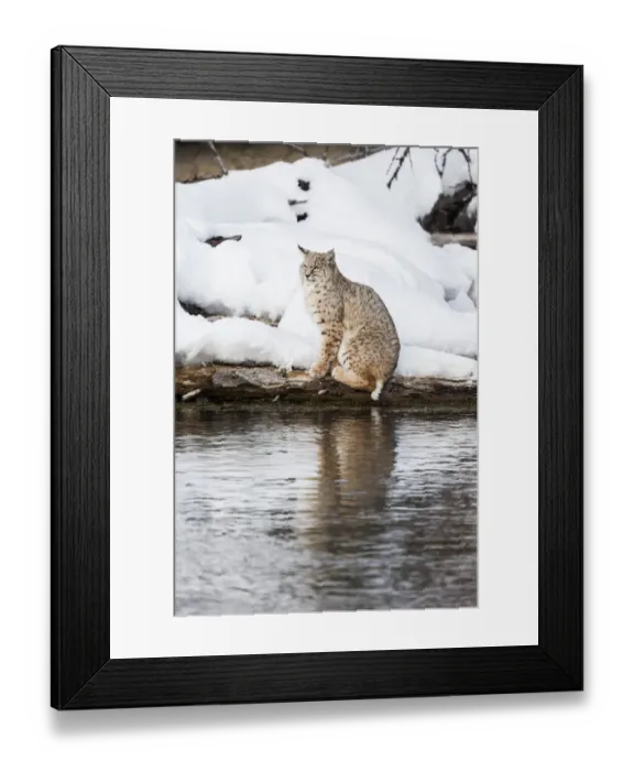 Framed Print : Usa, Wyoming, Yellowstone National Park. Bobcat hovers alongside the Madison River Framed Print : Usa, Wyoming, Yellowstone National Park. Bobcat hovers alongside the Madison River
