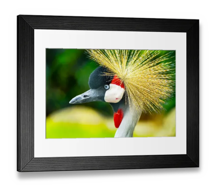 Framed Print : Southern crowned crane (Balearica regulorum)