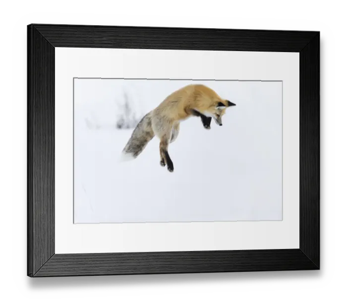 Framed Print : Usa, Wyoming, Yellowstone National Park. Red fox leaping to break through the snow to get a rodent Framed Print : Usa, Wyoming, Yellowstone National Park. Red fox leaping to break through the snow to get a rodent