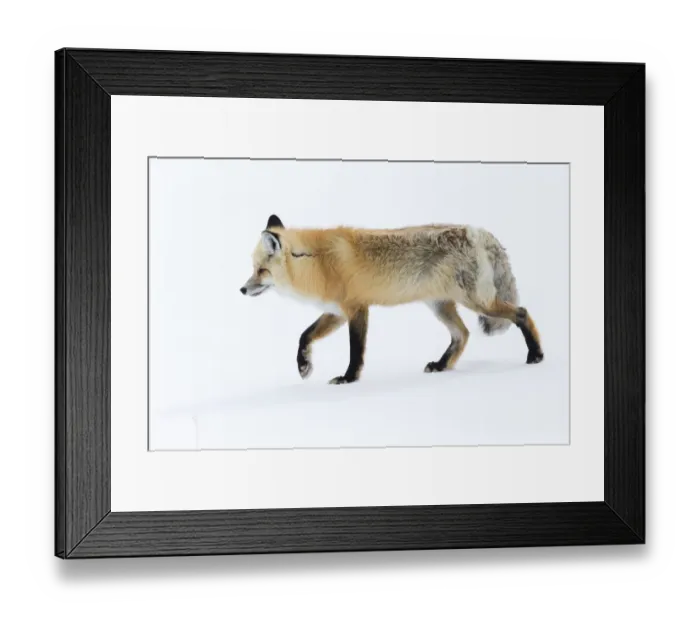 Framed Print : Usa, Wyoming, Yellowstone National Park. Red fox walking on top of the crusted snow Framed Print : Usa, Wyoming, Yellowstone National Park. Red fox walking on top of the crusted snow