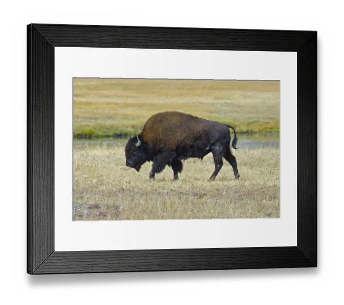 Framed Print : USA, Wyoming. Yellowstone National Park Bison, along Fountain Flat Drive