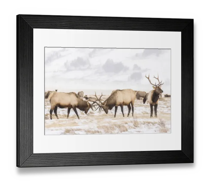 Framed Print : USA, Wyoming, National Elk Refuge. Bull elks fighting in winter