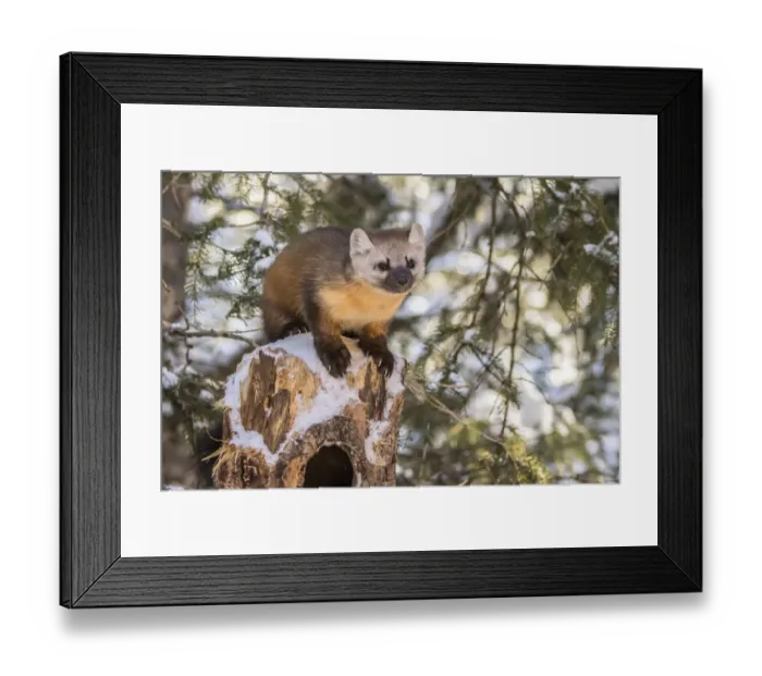 Framed Print : USA, Montana, Shoshone National Forest. Pine marten close-up in winter. Credit as Framed Print : USA, Montana, Shoshone National Forest. Pine marten close-up in winter. Credit as