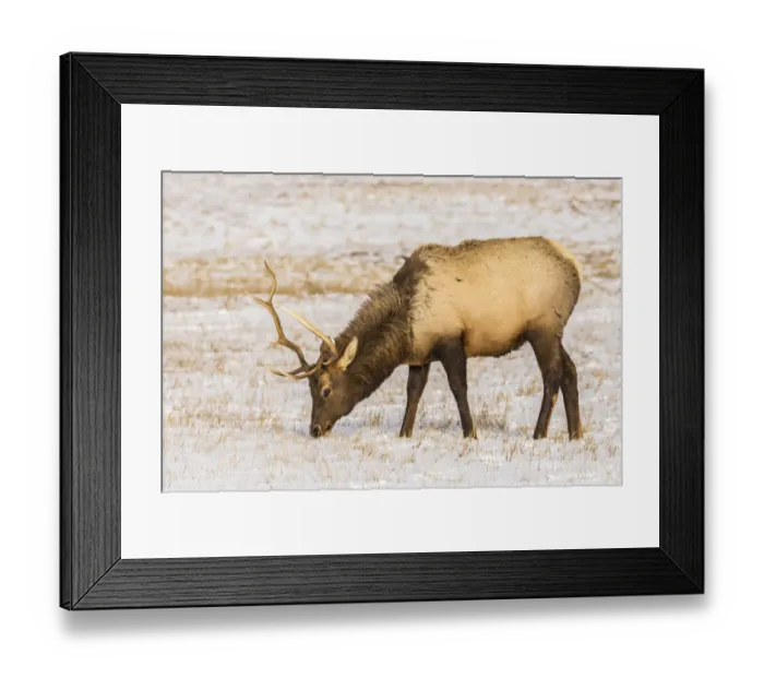 Framed Print : USA, Wyoming, National Elk Refuge. Elk grazing in snow Framed Print : USA, Wyoming, National Elk Refuge. Elk grazing in snow