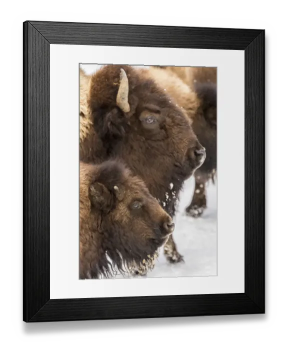 Framed Print : USA, Wyoming, Yellowstone National Park. Bison cow and calf in winter. Credit as Framed Print : USA, Wyoming, Yellowstone National Park. Bison cow and calf in winter. Credit as