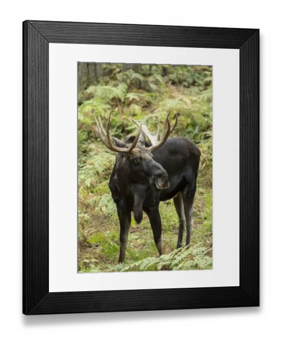 Framed Print : Eatonville, Washington State, USA. Bull moose in Northwest Trek Wildlife Park Framed Print : Eatonville, Washington State, USA. Bull moose in Northwest Trek Wildlife Park