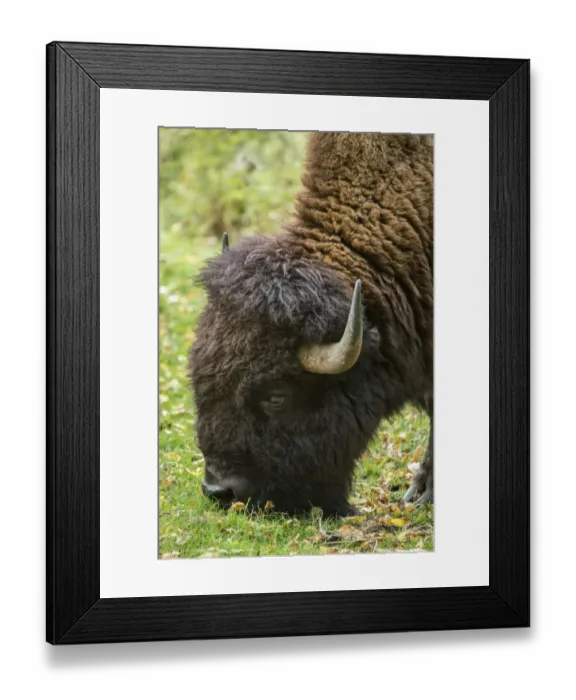 Framed Print : Eatonville, Washington State, USA. Portrait of an American Bison eating grass in Framed Print : Eatonville, Washington State, USA. Portrait of an American Bison eating grass in