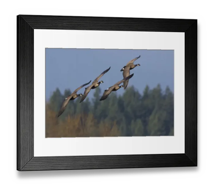 Framed Print : Greater Canada geese flying Framed Print : Greater Canada geese flying