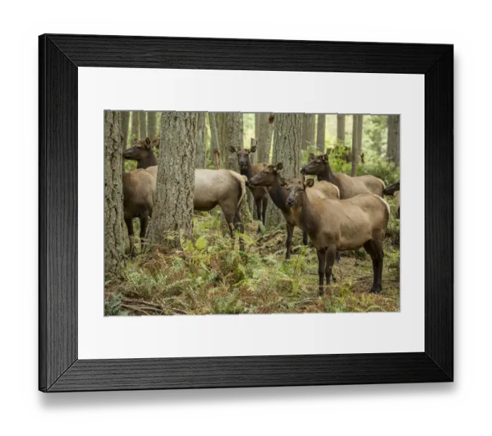Framed Print : Eatonville, Washington State, USA. Harem of Roosevelt elk does in Northwest Trek Wildlife Park Framed Print : Eatonville, Washington State, USA. Harem of Roosevelt elk does in Northwest Trek Wildlife Park