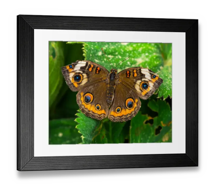 Framed Print : Common buckeye butterfly. Seattle, Washington State Framed Print : Common buckeye butterfly. Seattle, Washington State