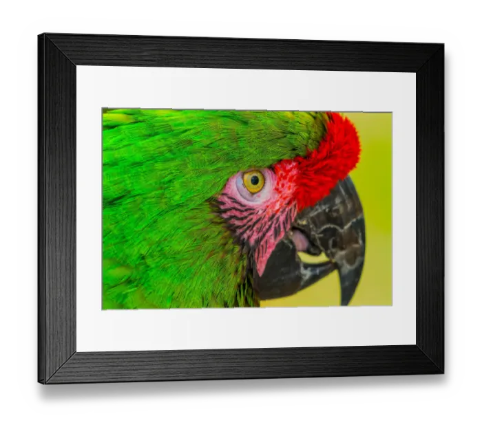 Framed Print : Close-up of green military macaw Framed Print : Close-up of green military macaw