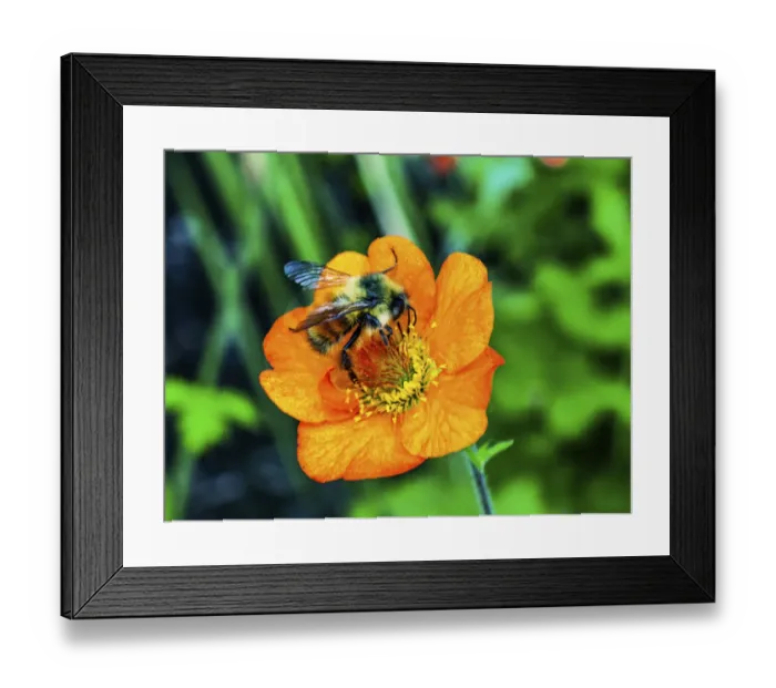 Framed Print : Bumble bee searching pollen nectar. Orange iceland poppy Framed Print : Bumble bee searching pollen nectar. Orange iceland poppy