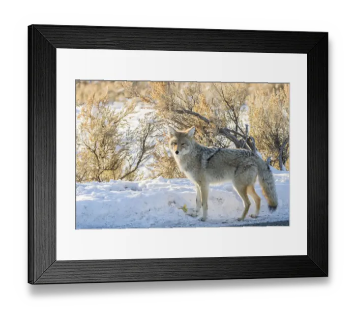 Framed Print : USA, Wyoming, Yellowstone National Park. Coyote close-up in winter