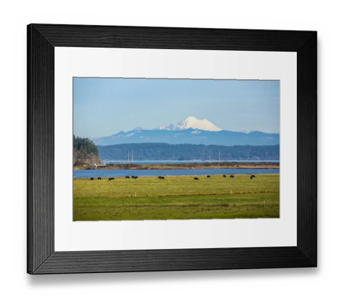 Framed Print : Whidbey Island, Washington State. Snowcapped Mount Baker, the Puget Sound, black cows Framed Print : Whidbey Island, Washington State. Snowcapped Mount Baker, the Puget Sound, black cows