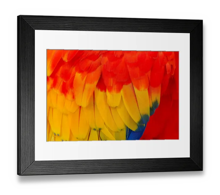 Framed Print : Close-up of scarlet macaw feathers Framed Print : Close-up of scarlet macaw feathers