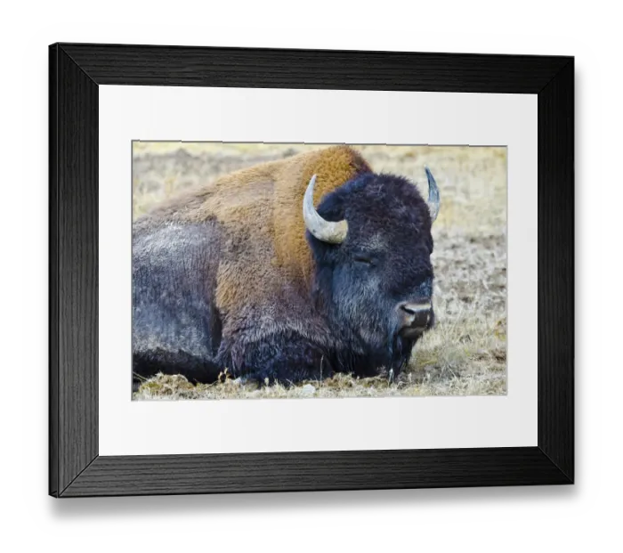 Framed Print : USA, Wyoming, Yellowstone National Park. Bison along Fountain Flat Drive