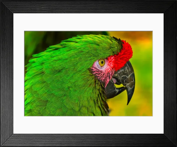 Framed Print : Close-up of green military macaw