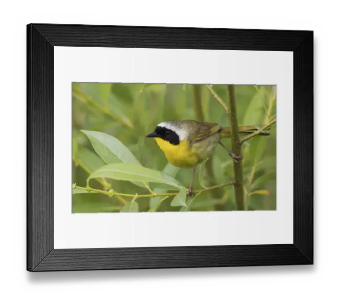 Framed Print : Common yellowthroat Framed Print : Common yellowthroat