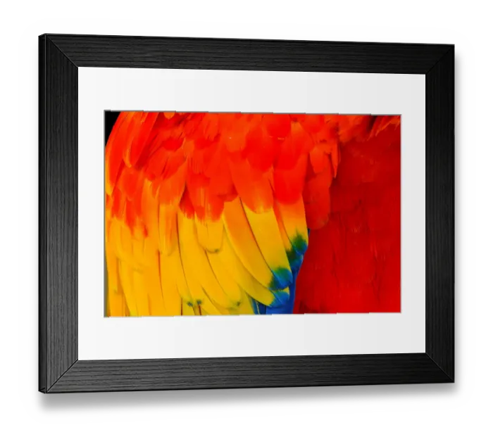 Framed Print : Close-up of scarlet macaw feathers Framed Print : Close-up of scarlet macaw feathers