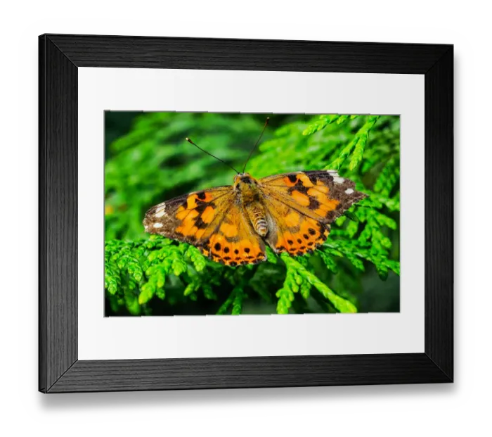 Framed Print : Painted lady butterfly, Seattle, Washington State Framed Print : Painted lady butterfly, Seattle, Washington State