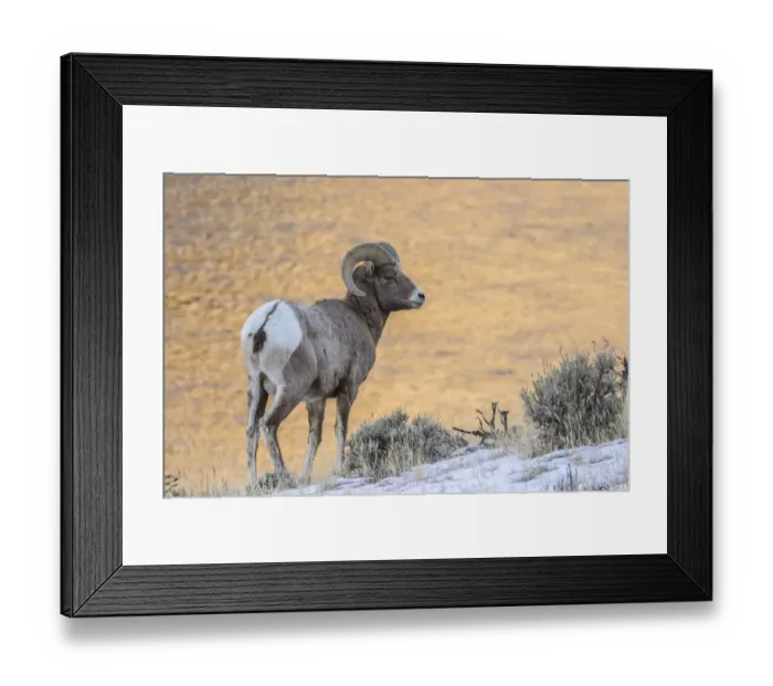 Framed Print : USA, Montana, Paradise Valley. Bighorn ram and Yellowstone River Framed Print : USA, Montana, Paradise Valley. Bighorn ram and Yellowstone River