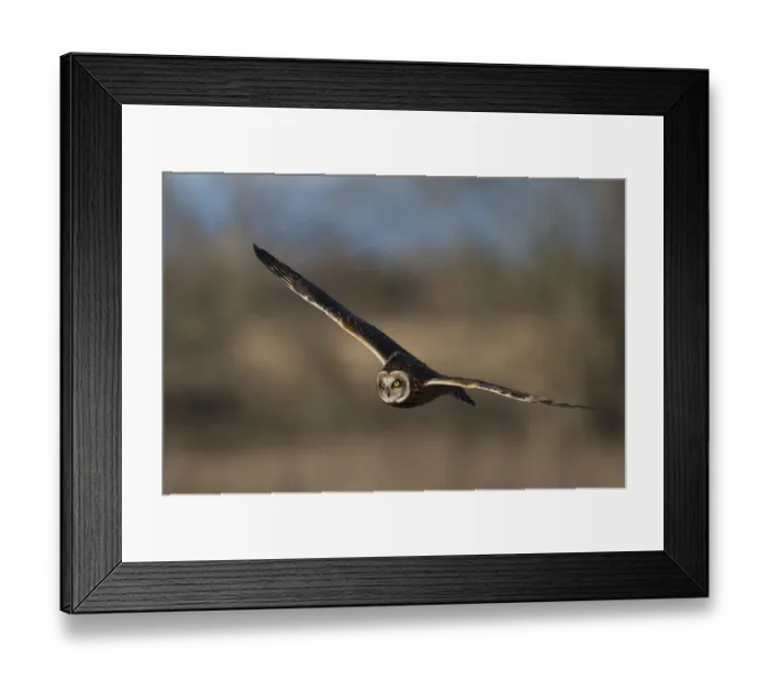 Framed Print : Short-eared owl hunting Framed Print : Short-eared owl hunting