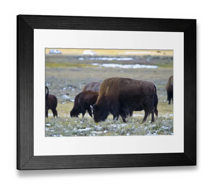 Framed Print : USA, Wyoming, Yellowstone National Park. Bison along Fountain Flat Drive