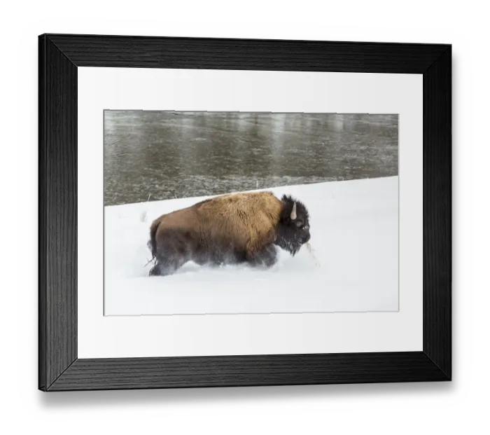 Framed Print : USA, Wyoming, Yellowstone National Park. Bison and Firehole River in winter. Credit as Framed Print : USA, Wyoming, Yellowstone National Park. Bison and Firehole River in winter. Credit as